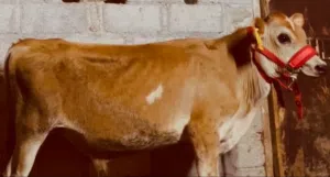 احجز ذبيحتك قراء الوصف تحت