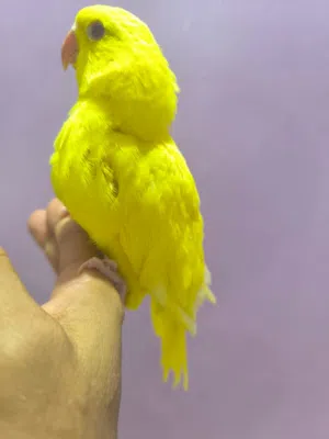 فرخ دره اصفر شوف الوصف مهم
