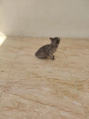 قطه للبيع قطه للبيع
