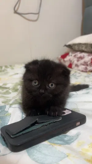 Sweet & Playful black cinnamon Scottish-British short hair Kitten Looking for a for a forever home