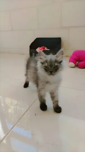 للتبني ذكر شيرازي