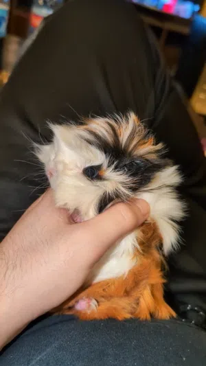 ارنب هندي ، ارانب هندية ، guinea pig.
