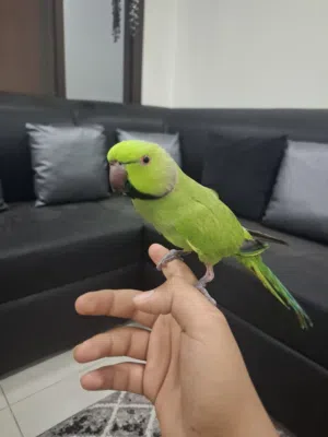 للبيع ذكر متوا أليف و مافيه عض ابدا و ينفع للأطفال