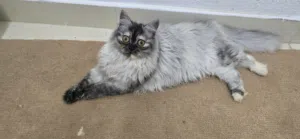 قطط للبيع نوع شيرازي
