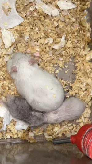 عائلة هامستر سوري