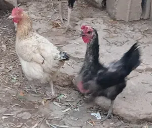دجاج بلدي للبيع عدد 3 ثنتين بيج وحبه سودا ب7دينار الوحده  المجموع 20
