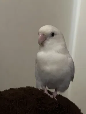طير لافبيرد للبيع