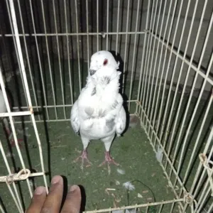 طيرتين وجوز نوريات سود  للبيع او بدل