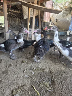 بط مصري جاهزاللنتاج سعر حبه 3 ريال