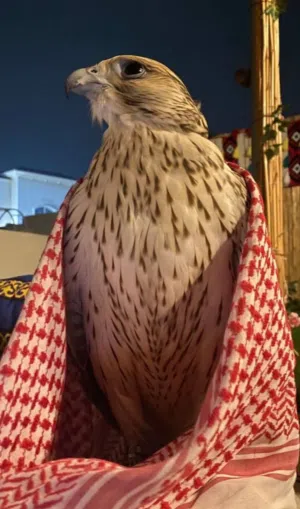 sultan 