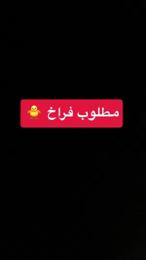 مطلوب فراخ
