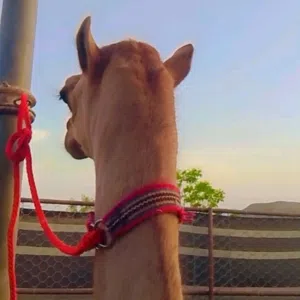 البيع والشراء 
