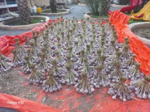 ثوم عماني أصلي انتاج 2026 حجم متوسط و كبير