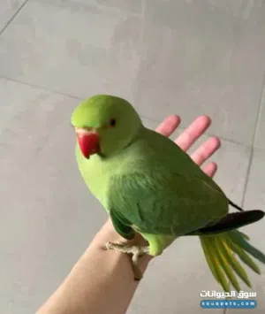 تابع الوصف قبل التواصل