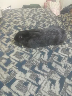 بيع ارنب في مخيم حطين