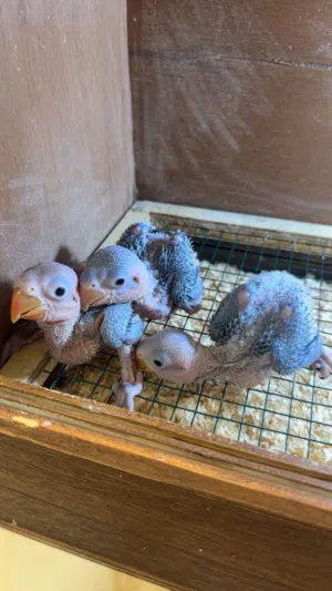 فرخ متو نيبالي جامبو (انتاج البحرين)