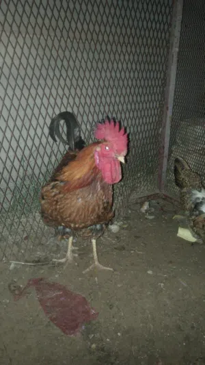 دجاجة وفروج