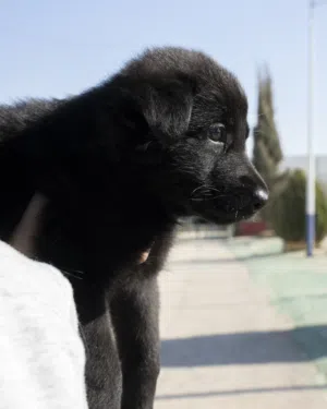 جـــــــــرو جــــــــيرمن شيبرد رويال بلاك وورك لاين.  مميز لعشّاق القوة والوفاء جميع اللقاحات