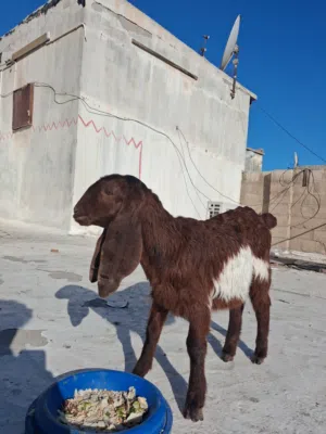 للبيع صخله تبع