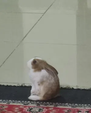 Very loving rabbit only 3 months old