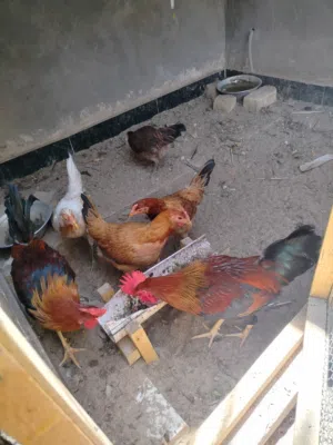 ديج عرب عدد 2 سعرهما 25 الف وسعر الواحد ب 15 الف دينار علماً انه ملقحات وبصحة جيدة جداً