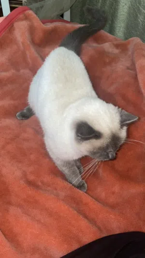 قطة هيمالايا شوكليت