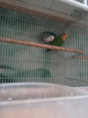 للبيع زوج لافبيرد