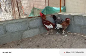 دجاج باكستاني منتح
