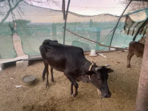 بقره للبيع عمانيه