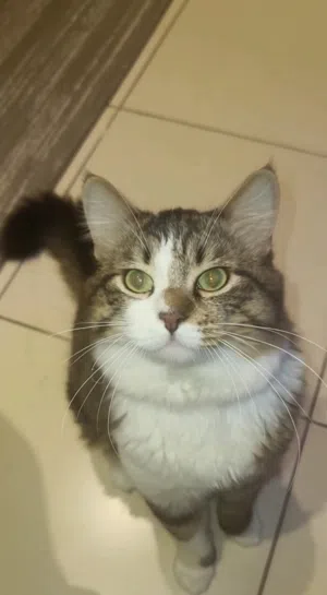 Male cat قط ذكر حاصل على التطعيمات و جواز