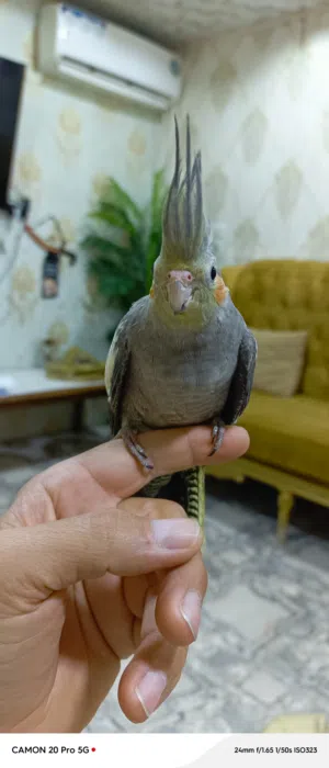 طيور كوكتيل اليفة