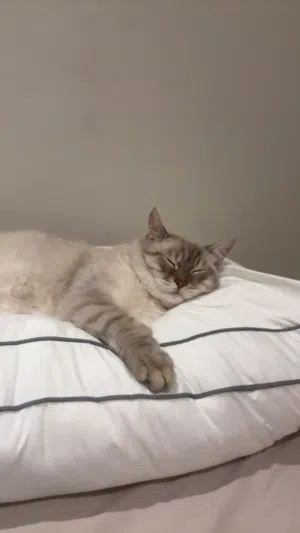 ذكر Ragdoll Lynx Point Mix للتزاوج