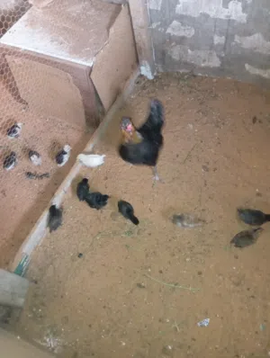 دجاجة عربية تحته 10 للبيع