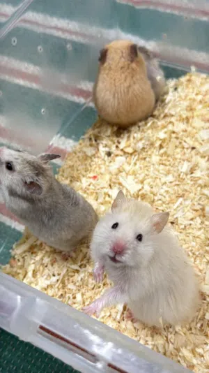 البيع هامستر