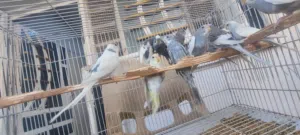 طيور الحب  ست ازواج