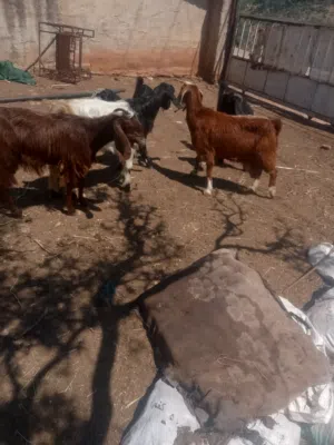 ماعز للبيع