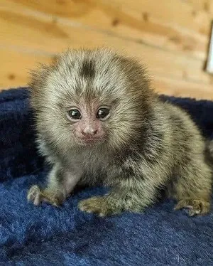 WhatsApp us marmoset monkeys