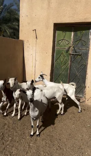 للبيع اغنام شوف الوصف مهم