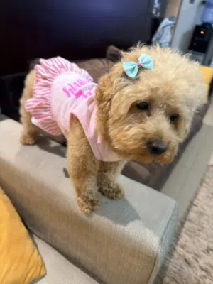 Cute puppy poodle  So playful  Toilet trained using pads and outside the house as well