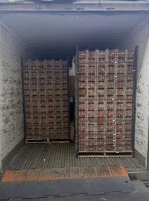 تصدير واستيراد الخضروات والفواكة