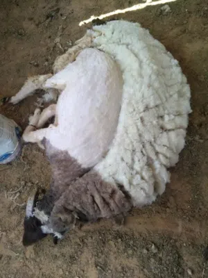 جز أغنام / طرابلس