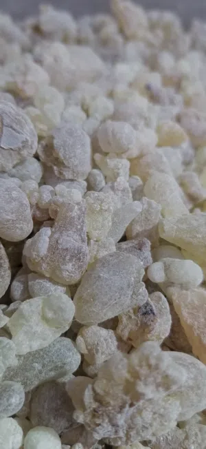 لبان بخور حوجري ممتاز.. درجه اولي وسعر مناسب.. وكذالك لبان دكر للعلاج والاكل والشرب.. بسعر ممتاز
