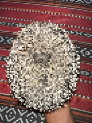 قنافذ بصحة ممتازة  HEDGEHOG