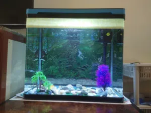 fish aquarium