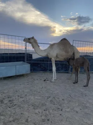 عزوف بنت شاهين وامها محليه