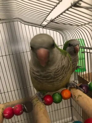 Parrots1