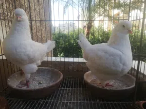 كنج ابيض شغال