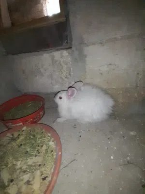 أرنب ناقوره