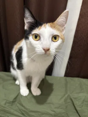 10-Month-Old Female Cat Looking for a Loving Forever Home