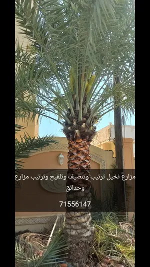 ‏أشجار - نباتات‏0
